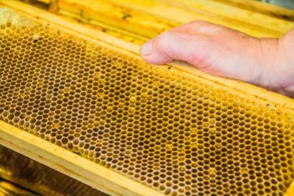 Buckfast Abbey Bees | New Project | Sarah Jane Hodge