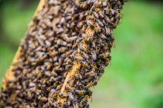 Buckfast Abbey Bees | New Project | Sarah Jane Hodge